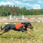 Lure Coursing for Dogs: What It Is and How It Works