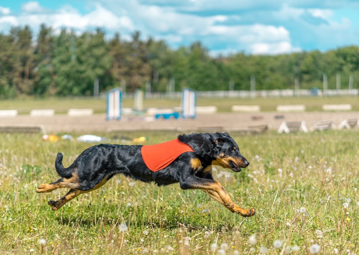 A Rottweiler wearing a red vest runs through a field while lure coursing.
