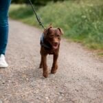 A brown Patterdale Terrier on a walk