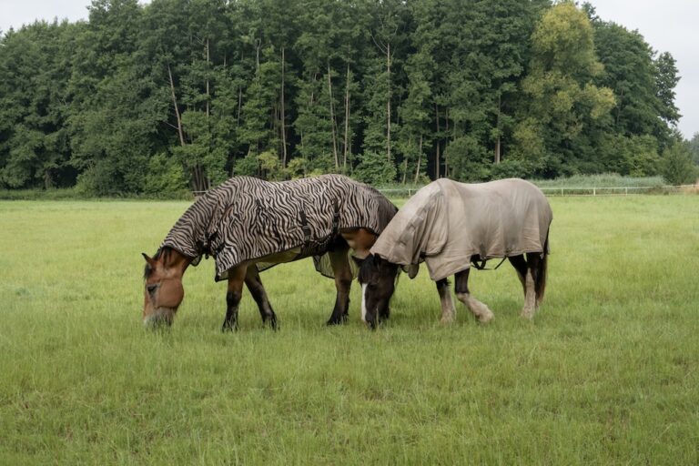 Horses grazing in field wearing fly rugs on summer day