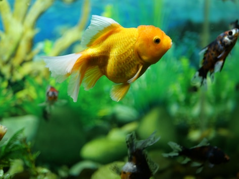 goldfish swimming in an aquarium