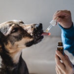 Milk Thistle for Dogs: Benefits, Safety, and How to Use It