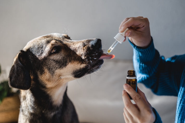 Milk thistle is sometimes recommended to support liver health in dogs.