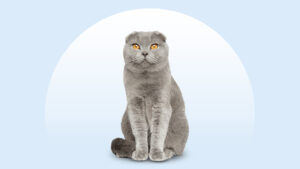 Scottish Fold
