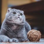 A gray Scottish Fold cat lying next to a ball of yarn