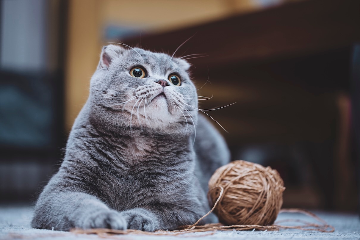A gray Scottish Fold loafing next to a ball of yarn
