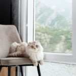 A fluffy Scottish Fold cat lying in a plush chair