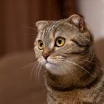A brown tabby Scottish Fold cat