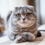 A gray tabby Scottish Fold lying down with his front paws crossed