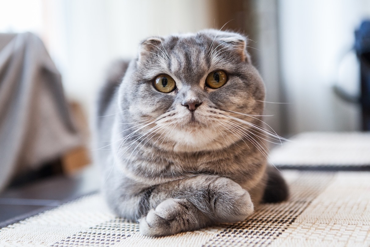 A gray tabby Scottish Fold lying down with his front paws crossed