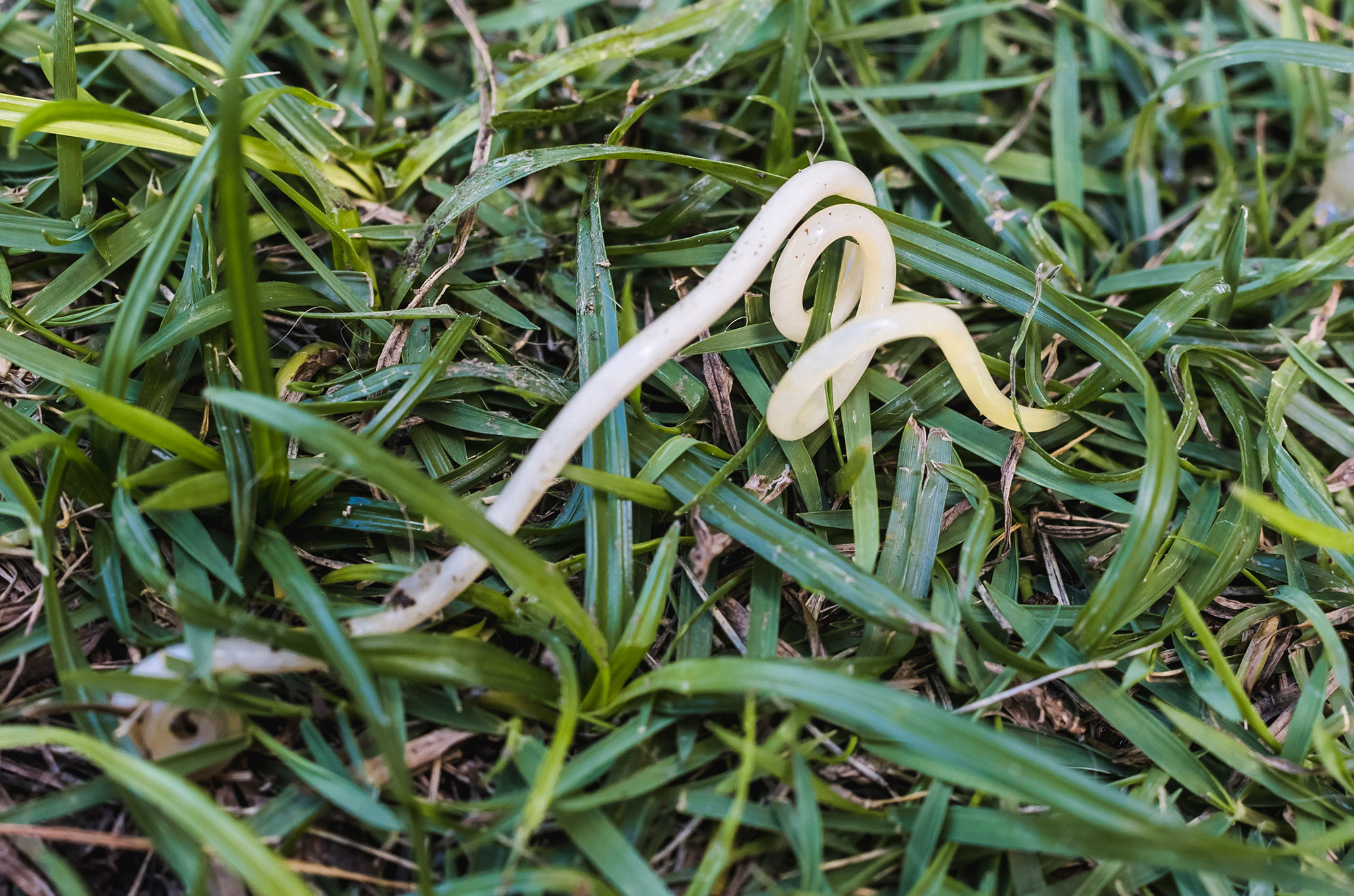 A roundworm in grass; roundworms in dogs may be passed stool or vomit. 