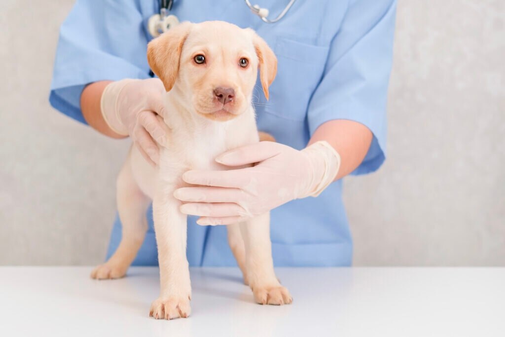 roundworms in dogs; a puppy is examined by their veterinarian.