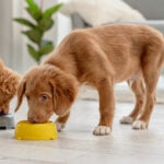 How Often To Feed a Puppy: A Guide To Your Puppy’s Feeding Schedule