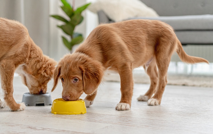 A Toller puppy eats from a yellow bowl.