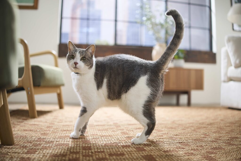 A gray and white cat walks across a living room with her tail raised.