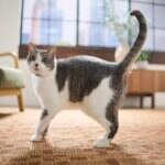 Is Your Cat in Heat? What To Expect and How To Help