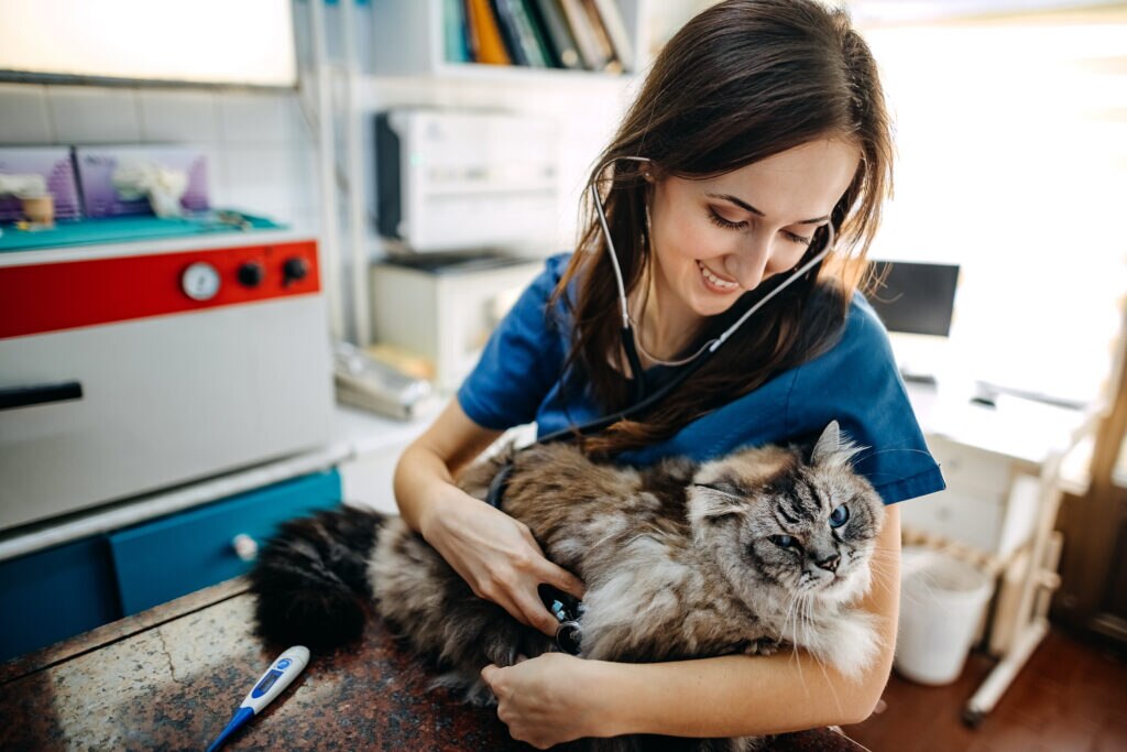 a vet holds a cat while checking their heart through a stethoscope.