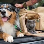 How To Keep Dogs and Cats Safe on Summer Road Trips