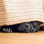 How To Keep Dogs and Cats Calm During Fireworks