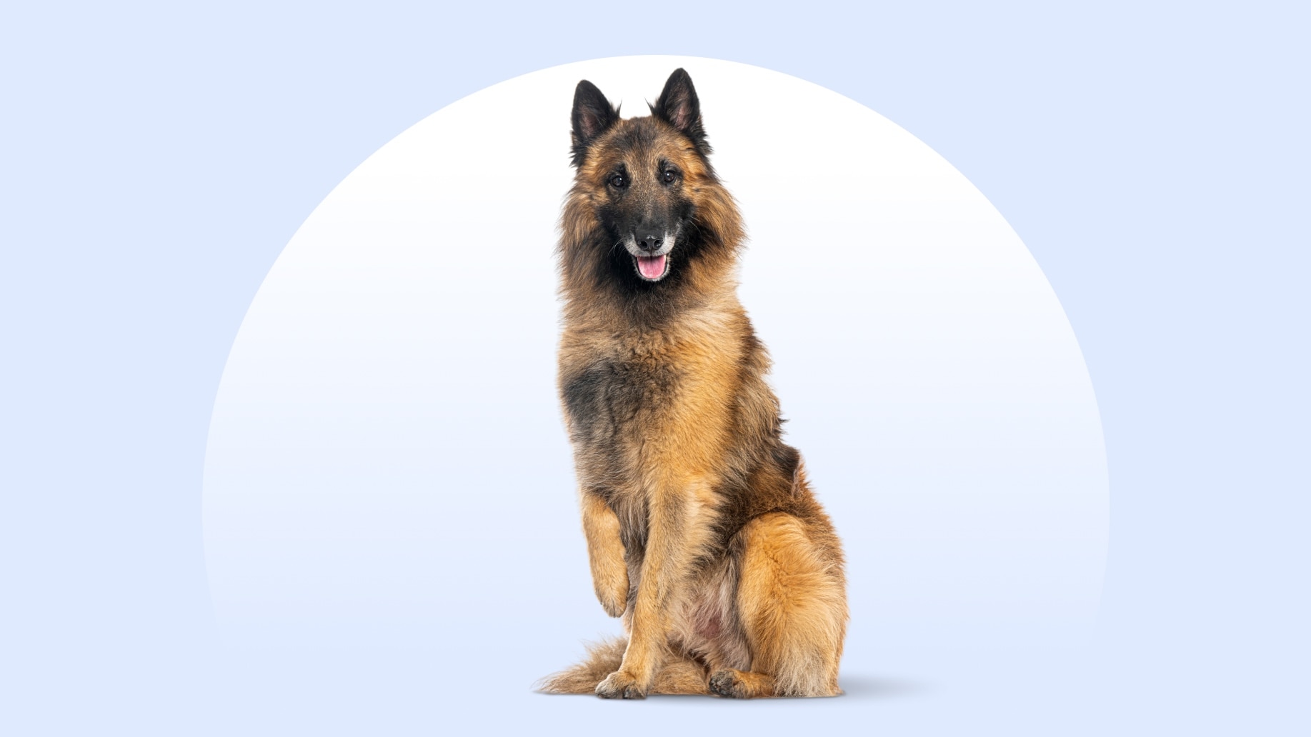 Belgian Tervuren sitting on an isolated blue background
