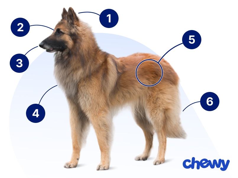 Photo of a Belgian Tervuren