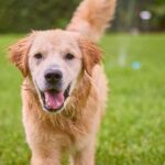 5 Signs Your Pet Has Fleas