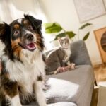 Your Pet’s Quirky Summer Behavior, Explained