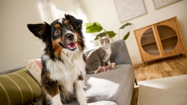 A dog with the zoomies on a couch beside a cat