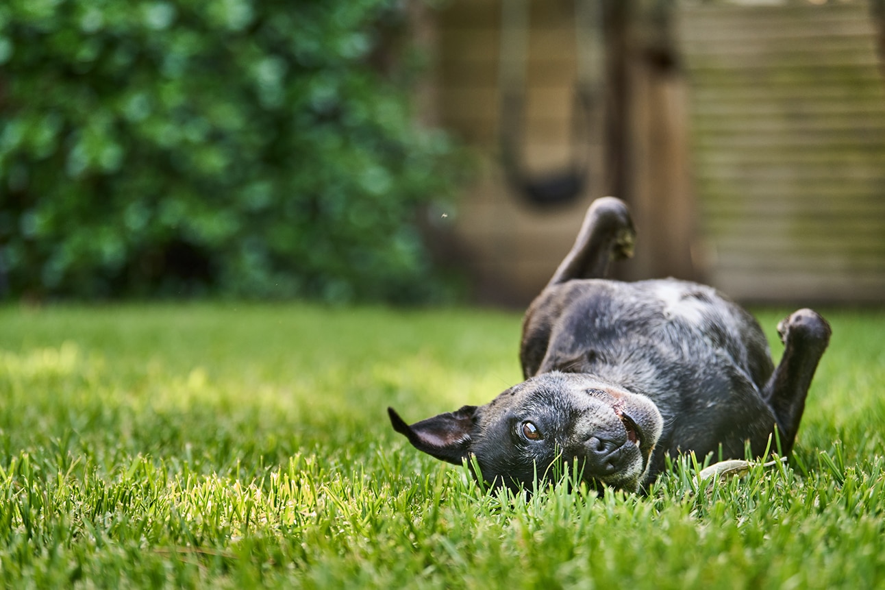 A dog rolling in grass