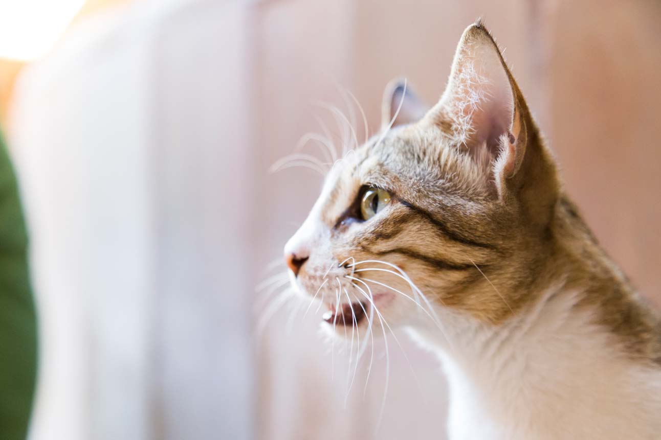 A cat chirping at birds