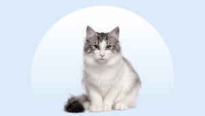 Norwegian Forest Cat