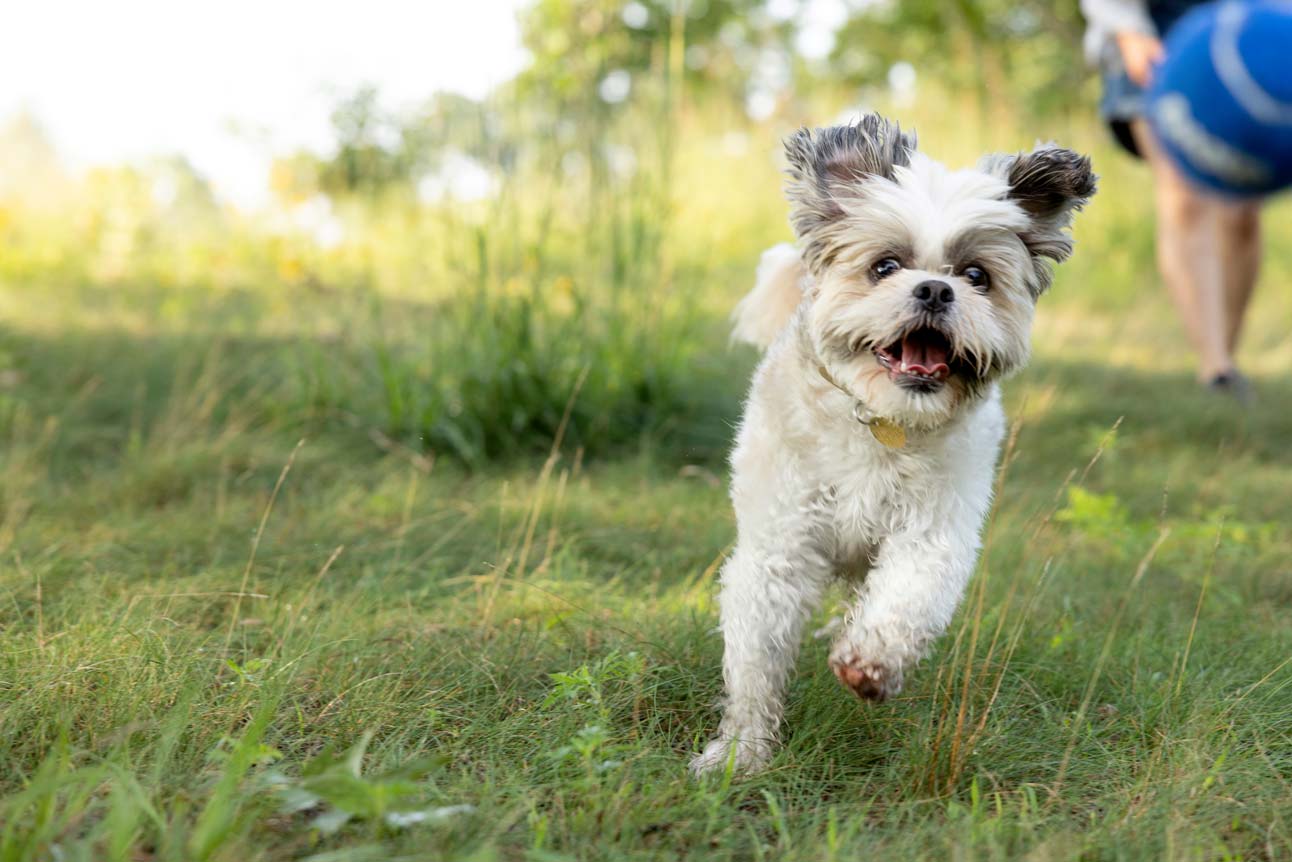 A dog with the zoomies runs outside
