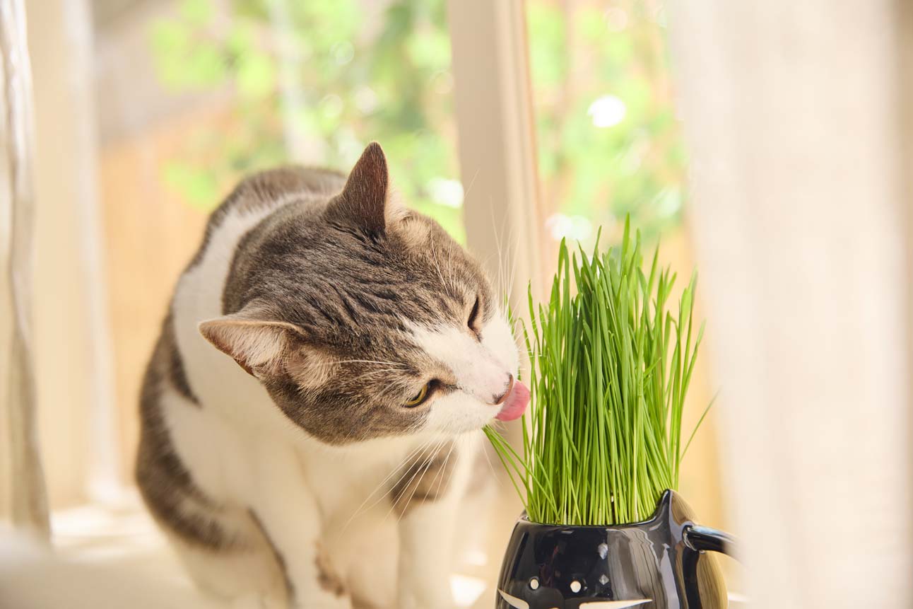 A cat eating cat grass