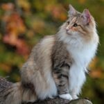 A calico Norwegian Forest Cat sitting on a tree