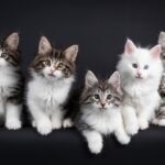 A row of Norwegian Forest Cats on a black background