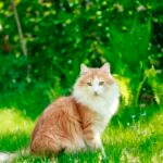 an orange and white Norwegian Forest Cat sitting outside