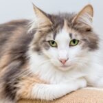 A dilute calico Norwegian Forest Cat lying down