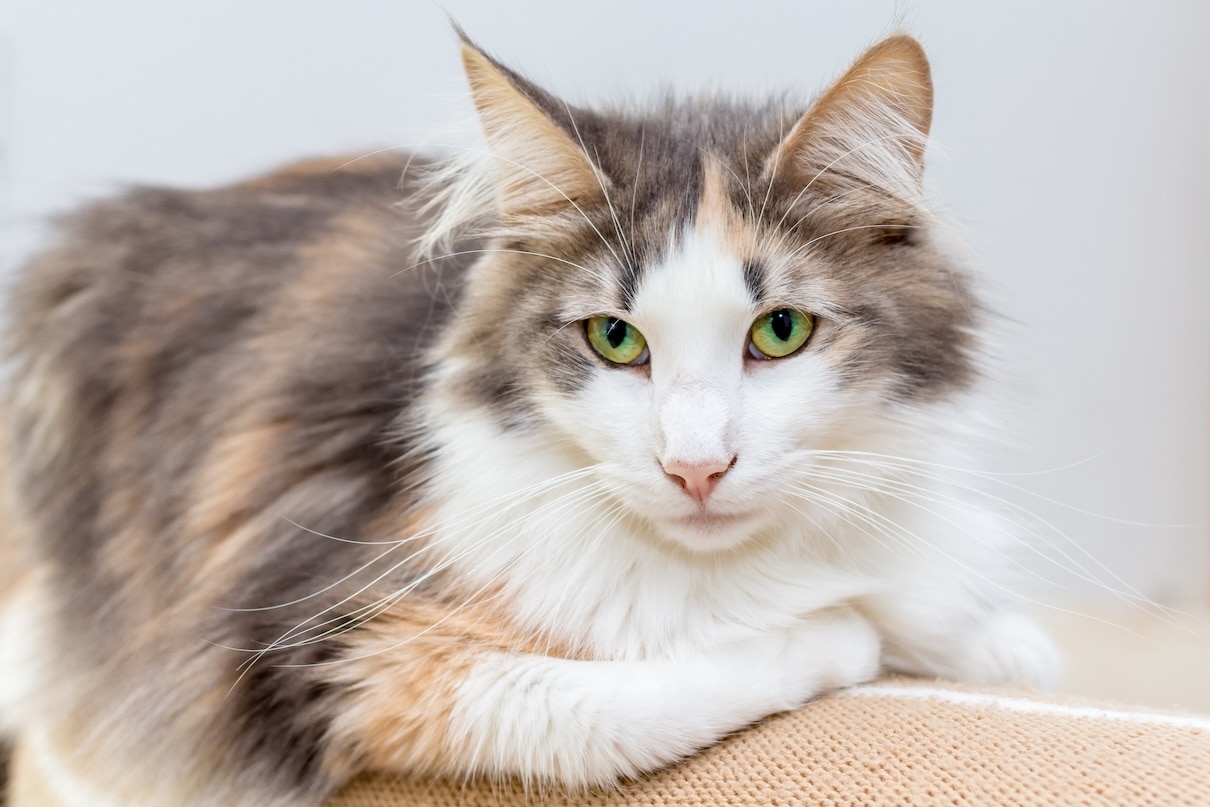 A dilute calico Norwegian Forest Cat lying on the back of a couch