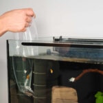How To Quarantine Fish Properly