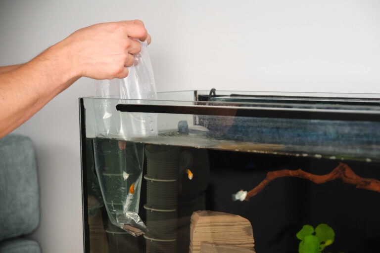 fish being acclimated to new tank