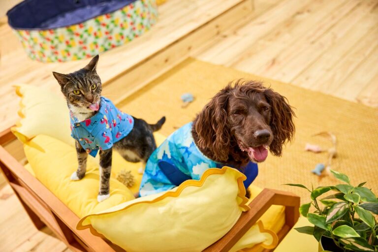 A dog and cat outside in the heat
