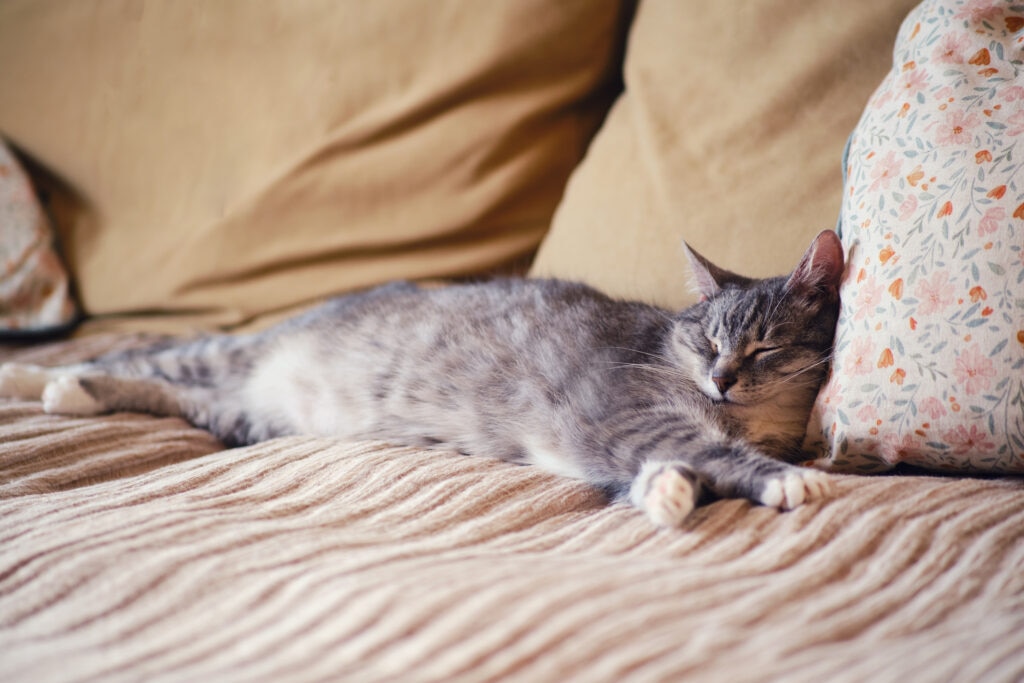 senior cat sleeps on a couch