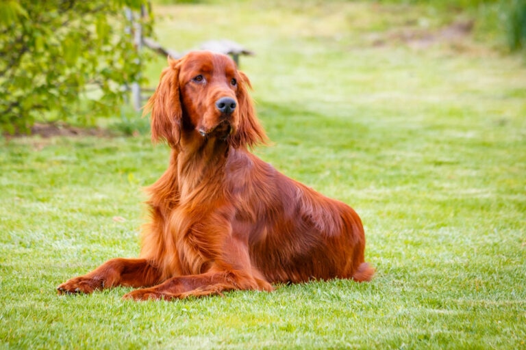 Biotin may be included in supplements for skin and and coat health in dogs