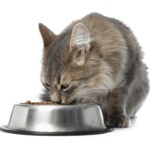 Brewer’s Yeast for Cats: What You Need to Know