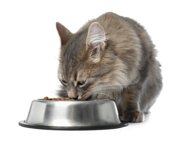 Brewer’s yeast is a highly palatable food topper for cat food