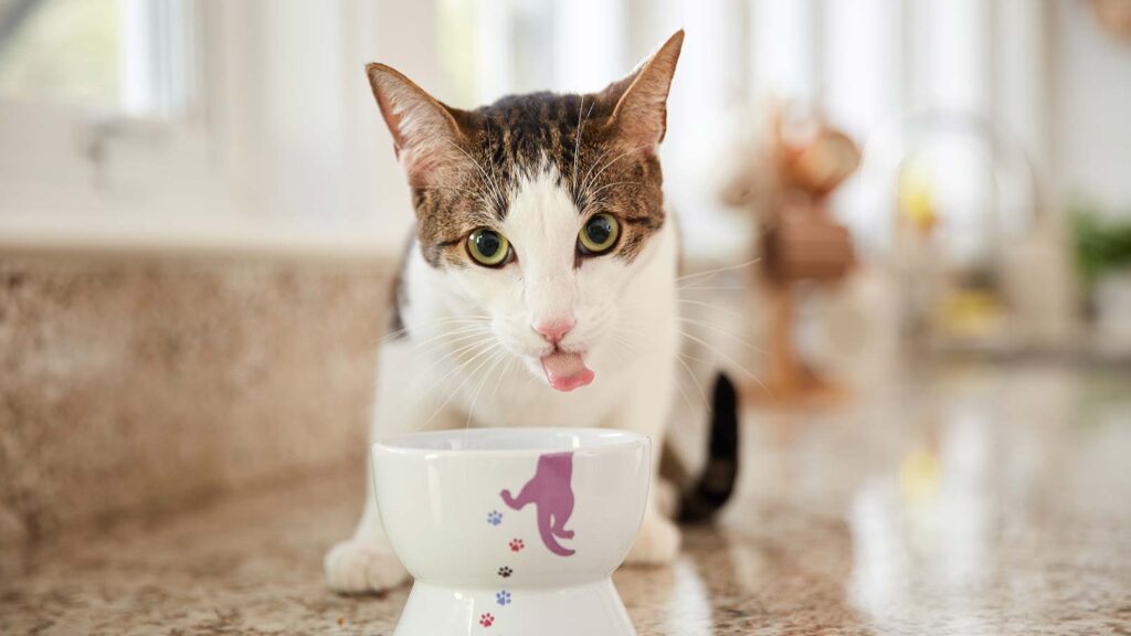 A cat drinking water from a bowl
