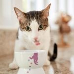 How To Get Your Dog or Cat To Drink More Water