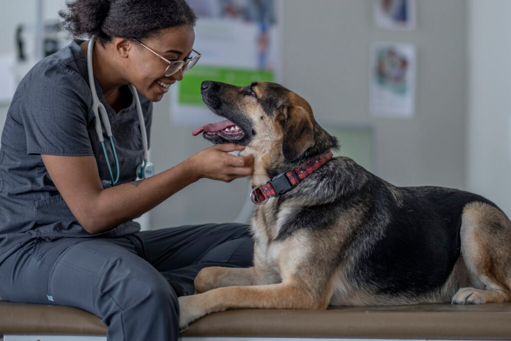 Pancreatic enzymes help dogs that don’t generate enough digestive enzymes on their own.