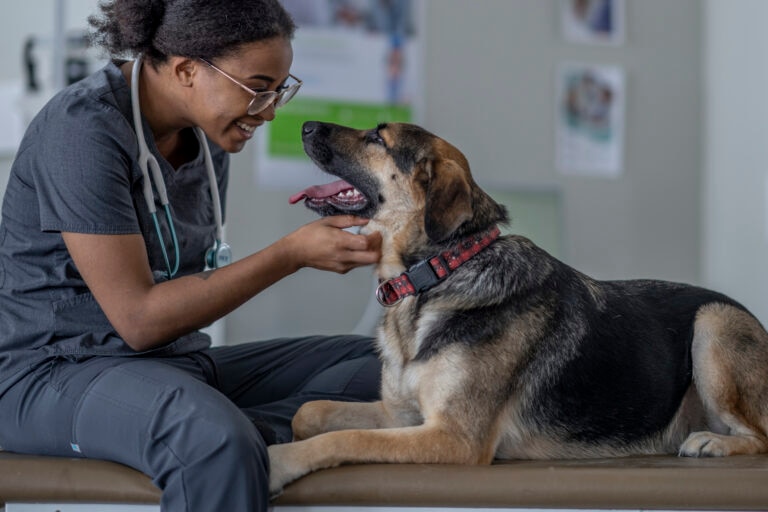 Pancreatic enzymes help dogs that don’t generate enough digestive enzymes on their own.