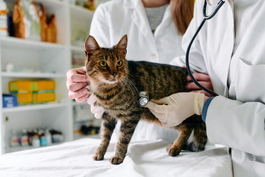 EPI in Cats; a veterinarian examines a cat in a vet office.